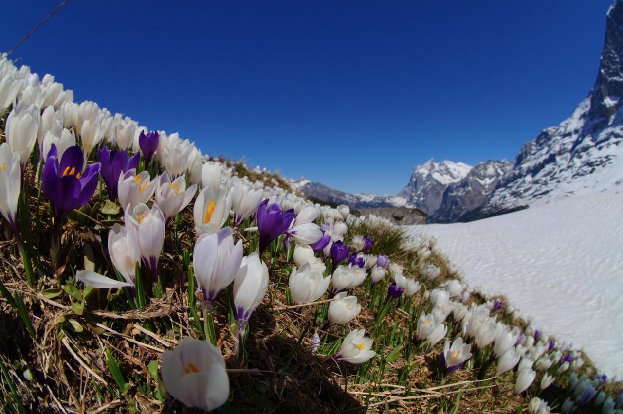 דירות Lütschenthal Chalet Wetterhorn מראה חיצוני תמונה