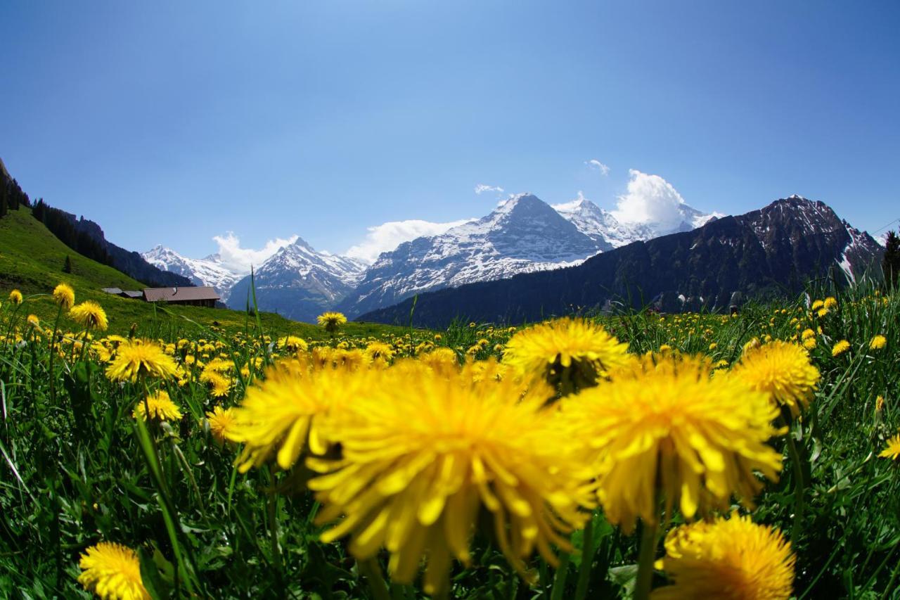 דירות Lütschenthal Chalet Wetterhorn מראה חיצוני תמונה